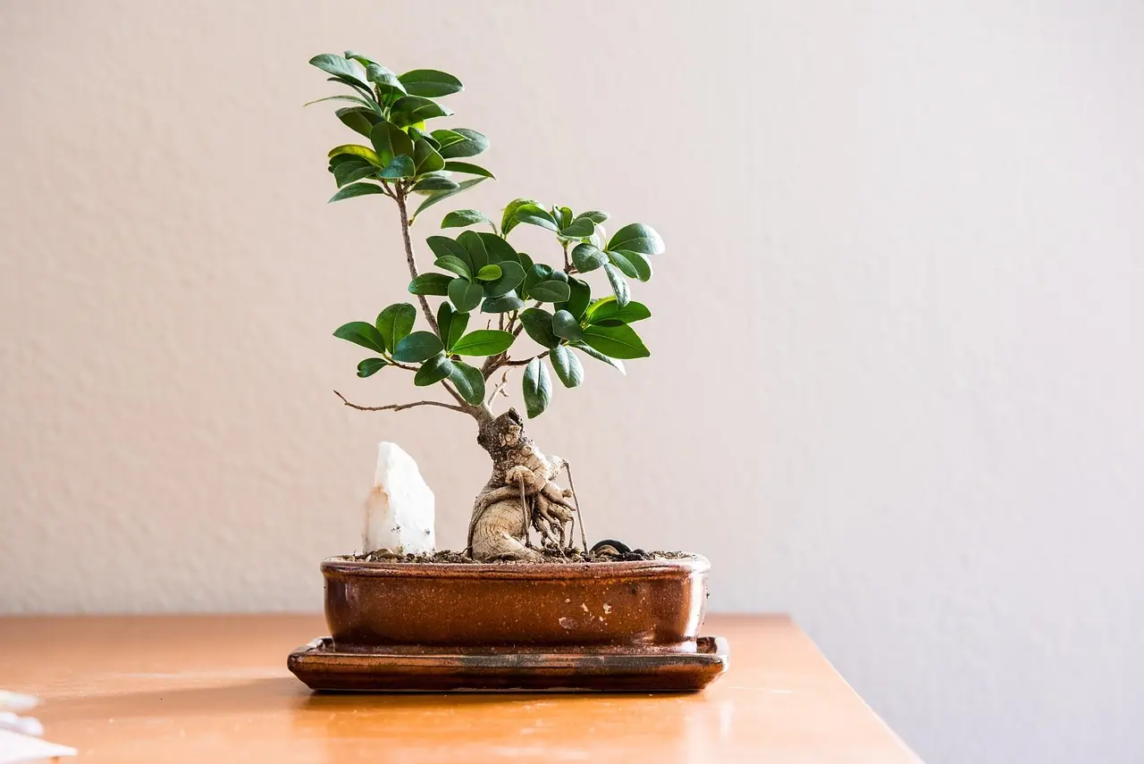 Bonsai plante